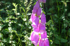 BlGartness-Foxgloves
