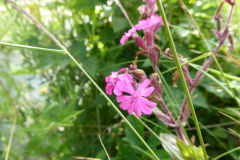 BlGartness-Red-Campion