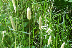 BlGartness-grass1