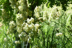 BlGartness-grass2