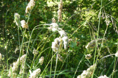 BlGartness-grass3