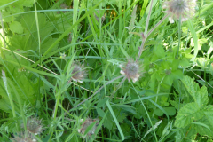 BlGartness-grass4